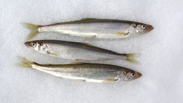 Ryby uložené v ledu