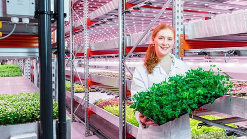 GreenPower LED pomáhá urychlit růst rostlin