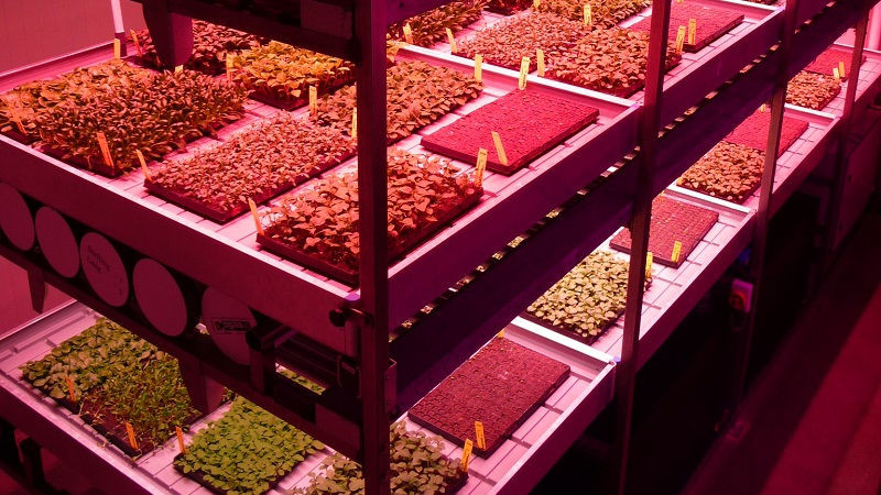 GreenPower LED osvětlení rostlin